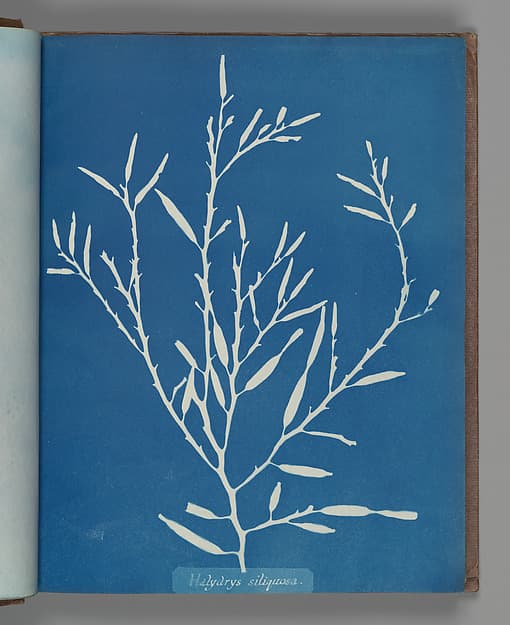 Halydrys siliquosa, by Anna Atkins