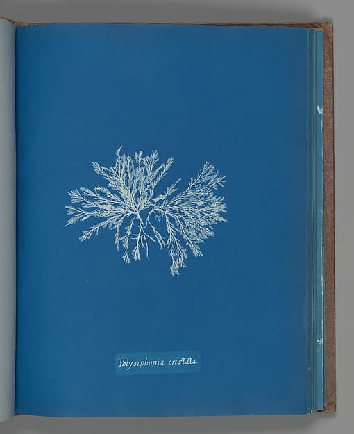Polysiphonia cristata, by Anna Atkins