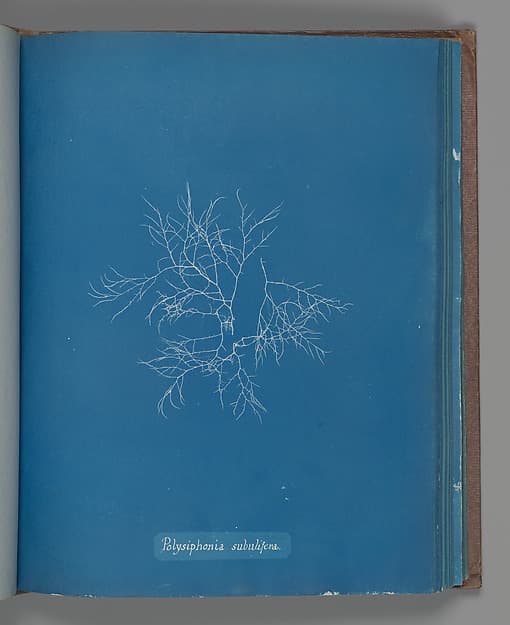 Polysiphonia subulifera, by Anna Atkins