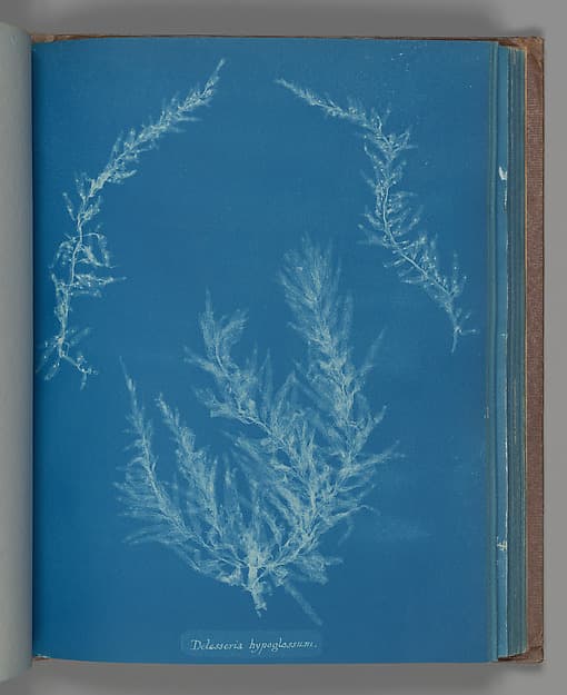 Delesseria hypoglassum, by Anna Atkins