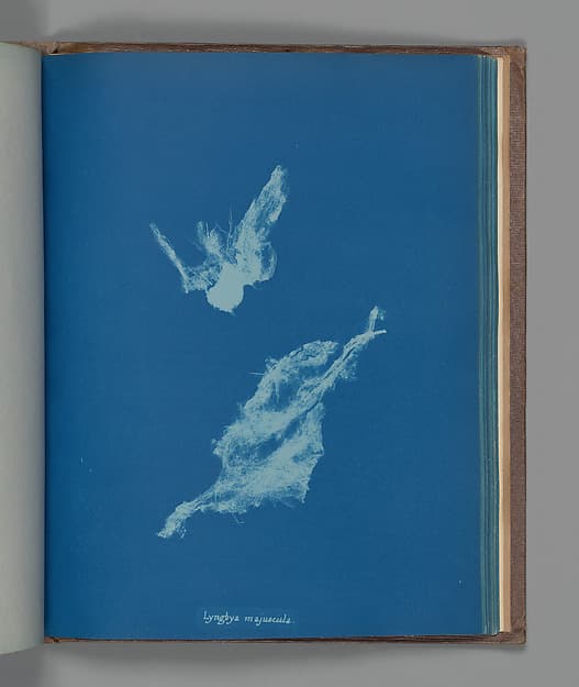 Lyngbya majuscula, by Anna Atkins
