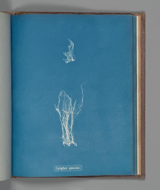 Lyngbya speciosa, by Anna Atkins