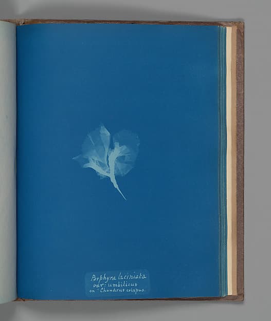 Porphyra laciniata, var: umbilicus on "Chondrus crispus", by Anna Atkins