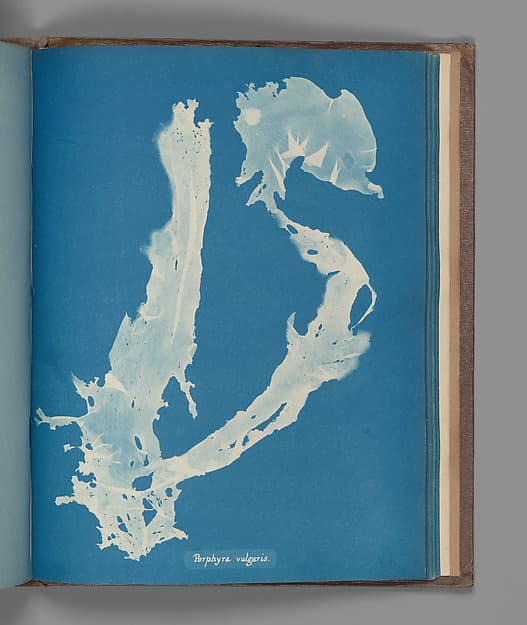 Porphyra vulgaris, by Anna Atkins