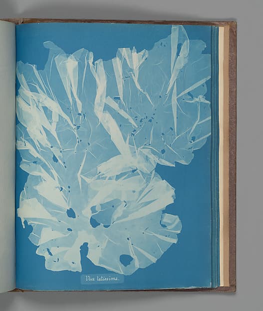 Ulva latissima, by Anna Atkins