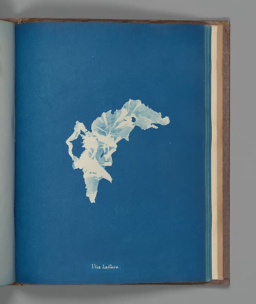 Ulva lactuca, by Anna Atkins