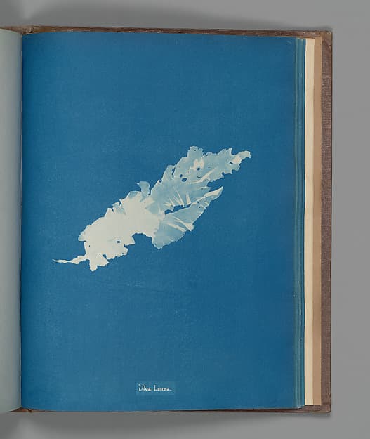 Ulva Linza, by Anna Atkins
