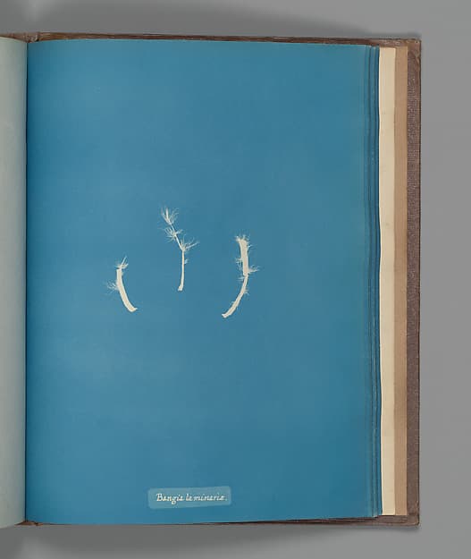 Bangia laminaræ, by Anna Atkins