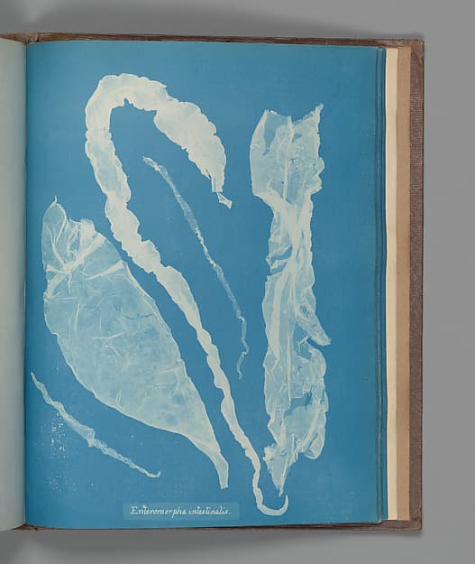 Enteromorpha intestinalis, by Anna Atkins
