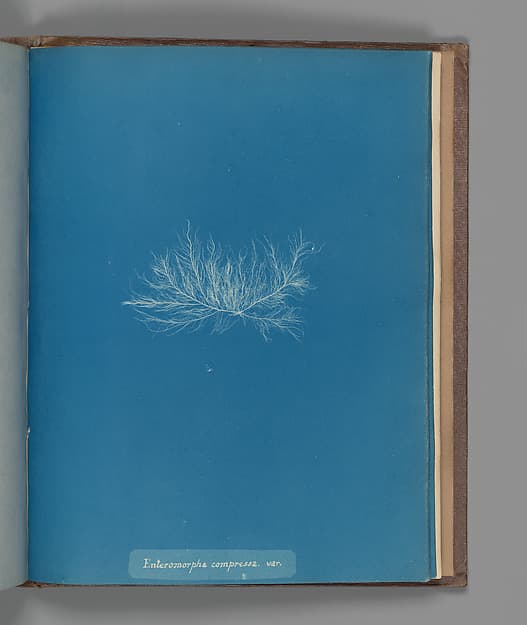 Enteromorpha compressa, var., by Anna Atkins