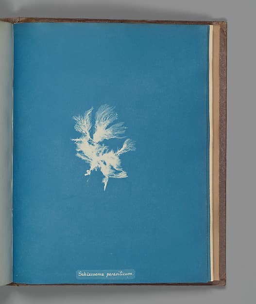 Schizonema parasiticum, by Anna Atkins