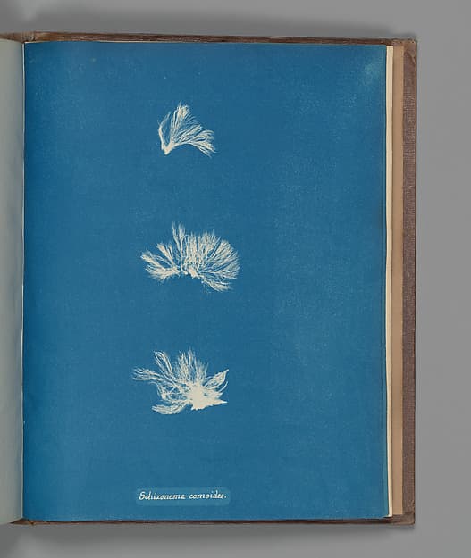 Schizonema comoides, by Anna Atkins