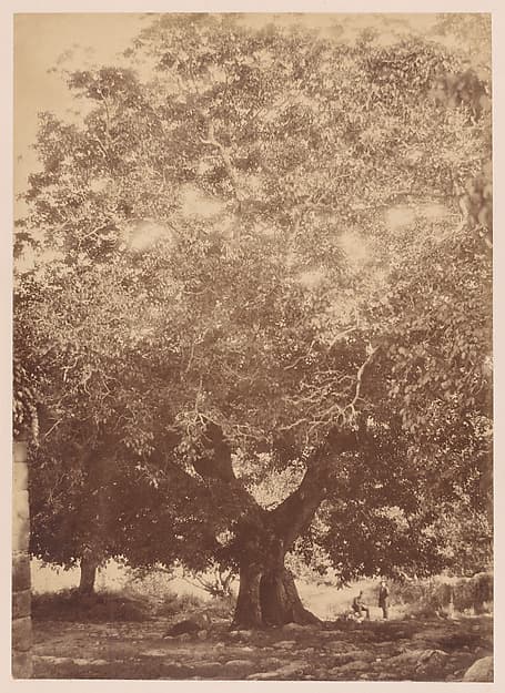 The Walnut Tree of Emperor Charles V, Yuste, by Charles Clifford