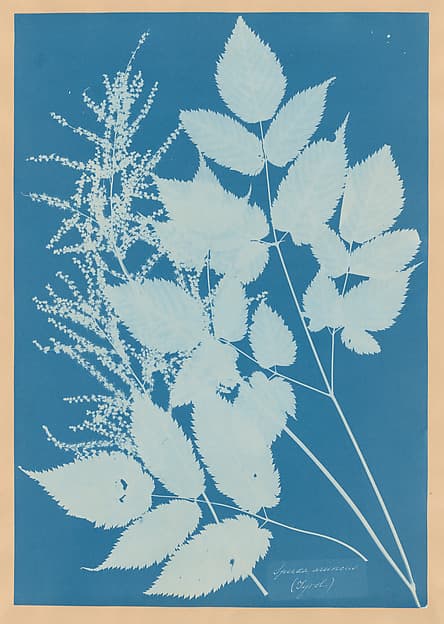 Spiraea aruncus (Tyrol), by Anna Atkins