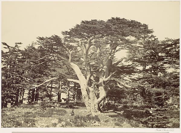 The Largest of the Cedars, Mount Lebannon, by Francis Frith