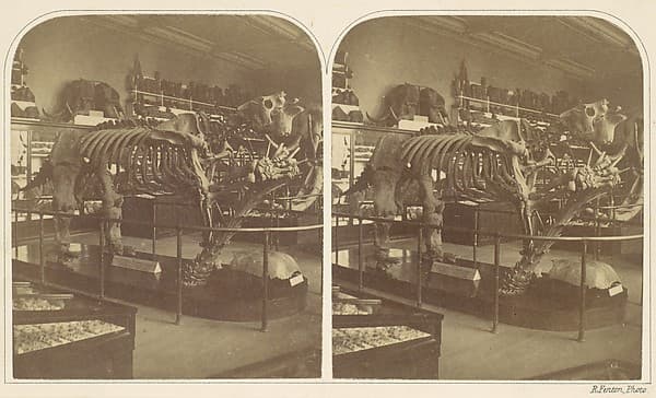 The Megatherium, British Museum, by Roger Fenton