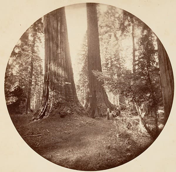 Old Dominium and Uncle Tom's Tavern. Calaveras Grove, by Carleton E. Watkins