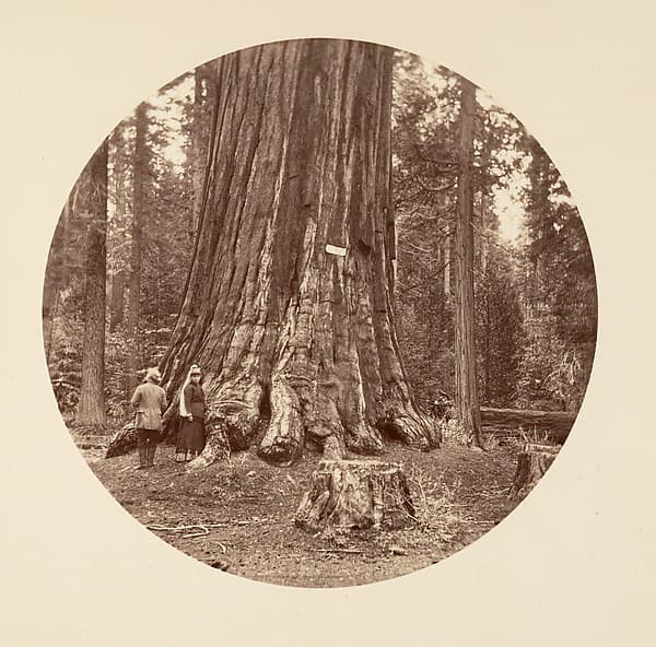 The Pride of the Forest - Calaveras Grove, by Carleton E. Watkins