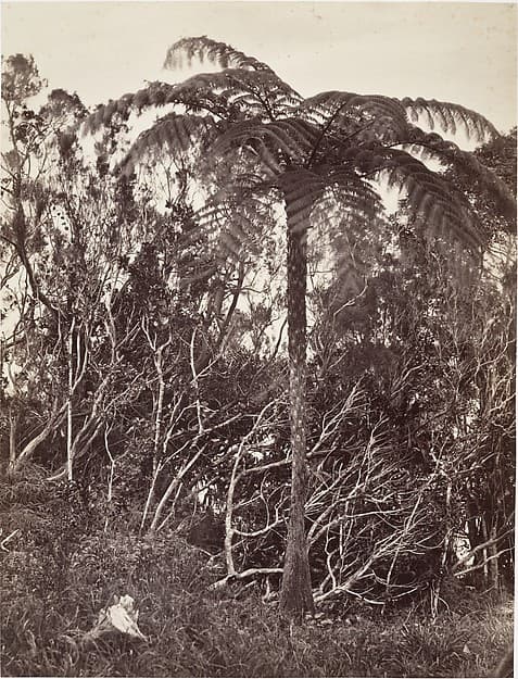 Fougère arborescente, by Désiré Charnay