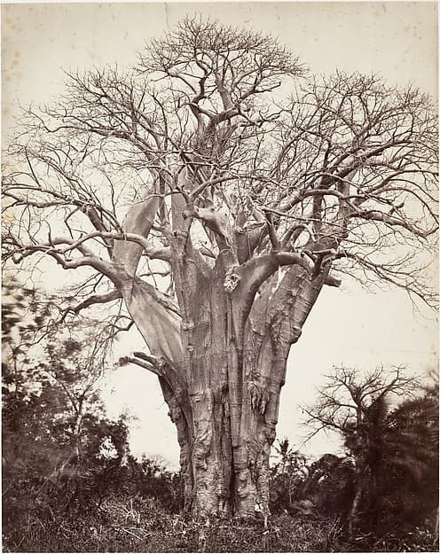 Baobab à Mohéli, by Désiré Charnay