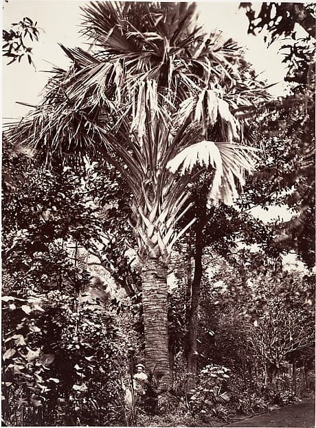 Grand Latanier, by Désiré Charnay