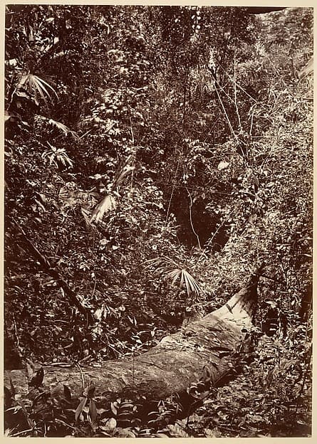 Tropical Scenery, Tropical Forest, by John Moran