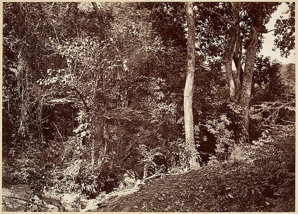 Tropical Scenery, View Near Chipigana, by John Moran