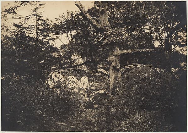 Chêne dans les rochers à Fontainebleau, by Gustave Le Gray