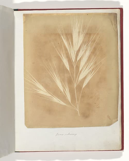 Bromus Maximus, Genoa, by William Henry Fox Talbot
