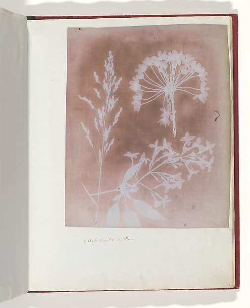 1. Aglio. 2. Cestro. 3. Poa., by William Henry Fox Talbot