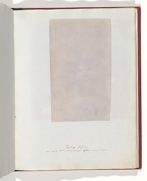 Tussilago Farfara, by William Henry Fox Talbot