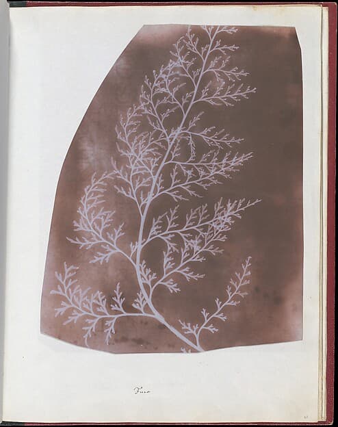 Wrack, by William Henry Fox Talbot