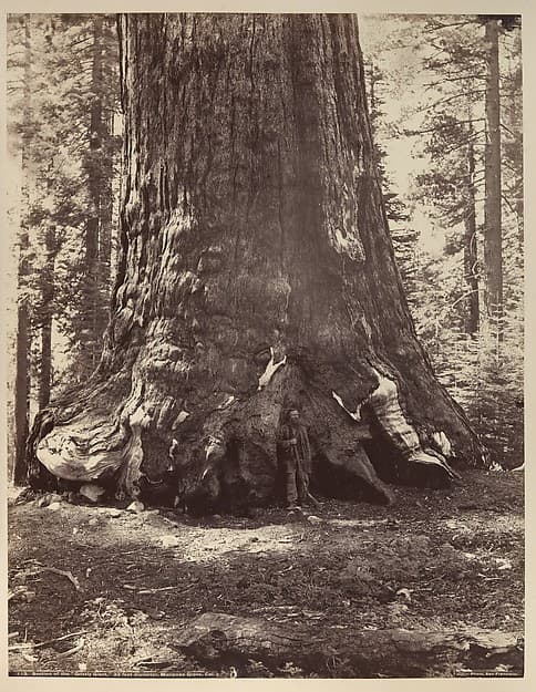 Section of the Grizzly Giant with Galen Clark, Mariposa Grove, Yosemite, by Carleton E. Watkins