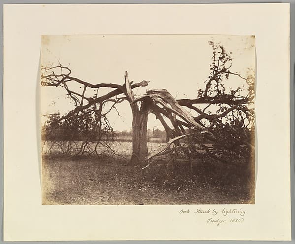 Oak Struck by Lightning, Badger, 1856., by Alfred Capel Cure