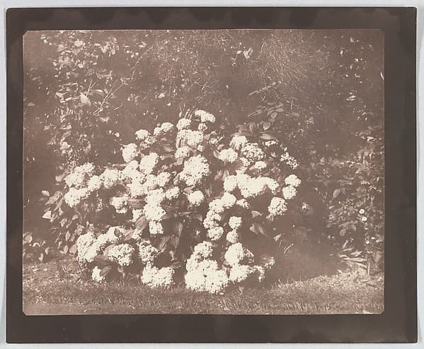 A Bush of Hydrangea in Flower, by William Henry Fox Talbot