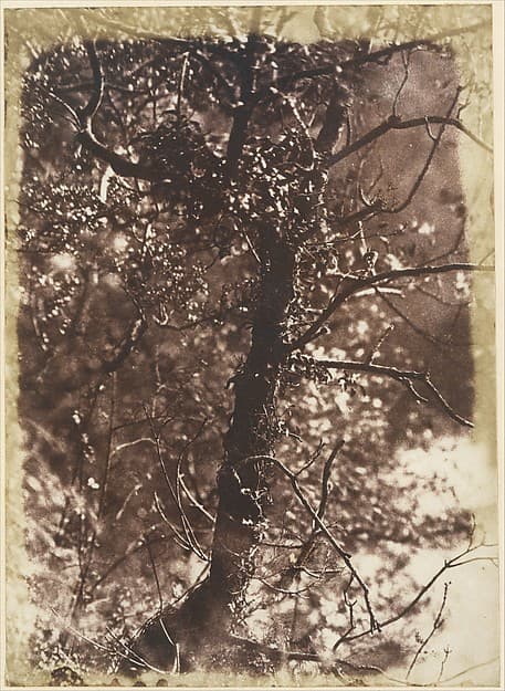 The Fairy Tree at Colinton, by Hill and Adamson