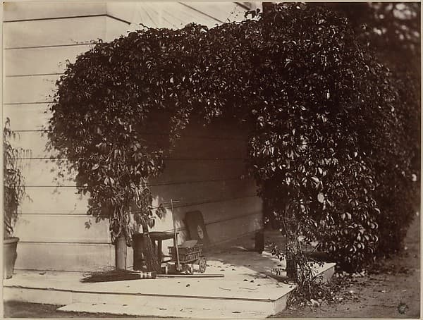 American Creeper, Blake House, by Alfred Capel Cure