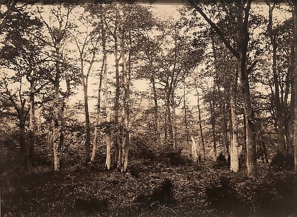 Near the Bodmer Oak, Fontainebleau, by Eugène Cuvelier