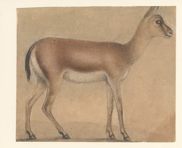 A Gazelle in Profile, Moving Toward the Right, by Michelino da Besozzo (Michelino de Mulinari)